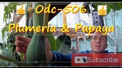 Odc-506 Mega przyrost papai i plumeri.  Jaka ziemia,miejsce,nawóz