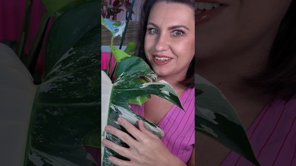 NOWE ROŚLINY! POCHWALĘ SIĘ! Monstera, hibiscucs, hoya, pellionia