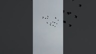 22 sztuki mojej eskadry  #birds #fus #pigeon #egzotyka #kabootar #oblot #pocztowe #golebie
