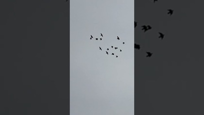 22 sztuki mojej eskadry  #birds #fus #pigeon #egzotyka #kabootar #oblot #pocztowe #golebie