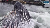Olbrzym, bliskie spotkanie - Knudson Cove Marina, Alaska, USA.