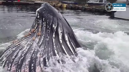 Olbrzym, bliskie spotkanie - Knudson Cove Marina, Alaska, USA.