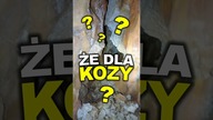  Serio?!  Mieszkają w takich jaskiniach? Jak one tam wchodzą? #ciekawostki #jaskinia #survival