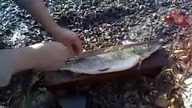 Fast Fish Cleaning