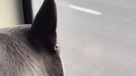 Secik w autobusie podmiejskim.