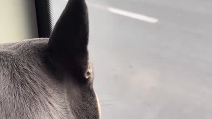 Secik w autobusie podmiejskim.