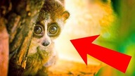 6 UROCZYCH ZWIERZĄT które są zaskakująco NIEBEZPIECZNE! 2