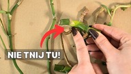 5 na 10 osób robi to ŻLE! 10 Największych BŁĘDÓW w Rozmnażaniu Roślin Domowych