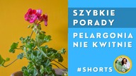 #Short Dlaczego Pelargonia słabo kwitnie ?