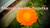 Zrywaj kwiaty Nagietka zanim zrobisz maść czy krem.
