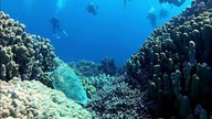 Marsa Alam - ciekawe okazy na każdej głębokości - Best Divers