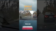 Stado jeleni vs BMW  sekunda i wszystko się zmienia#jeleń #bmw #polskiedrogi #uwaga