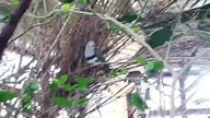 Superb Fruit-Dove in Warsaw zoos free flight aviary 
