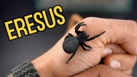 Eresus i Holconia z Australii dostają nowe szkła!
