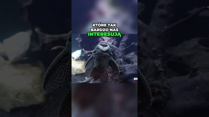 Ciekawe ryby na wystawie GSA.