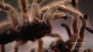Fear Factor S02E14