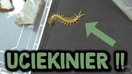 Scolopendra cingulata NIE chce nowego domu!!