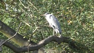 Heron / Czapla