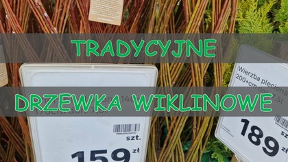 TRADYCYJNE DRZEWKO WIKLINOWE