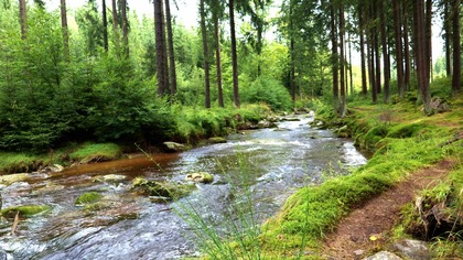 Sunlit Forest River Sounds - Gentle Stream for Positive Energy & Focus