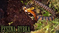 Zakupy z Ostravy [2/3] Karmię WĘŻA WODNEGO RYBAMI! Nerodia fasciata