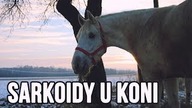 [Choroby koni] SARKOIDOZA