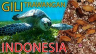Co odkryliśmy na GILI TRAWANGAN? (5)