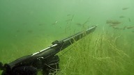 Podwodne polowanie kuszą w lesie
