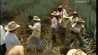 Miłość jak tequila odc 090
