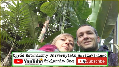 344-Cz. 2 UW-Szklarnie- Banan musa acuminata colla, kawa arabica, musa sikkimensis.  Stalewiak