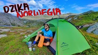 DZIKA Norwegia z Namiotem