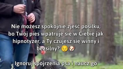Ignoruj spojrzenia psa i naucz go miejsce!  #Psy #SzkoleniePsów #KomendyDlaPsów