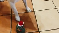 Ulubiona zabawka Rubika, czyli Hau Hau