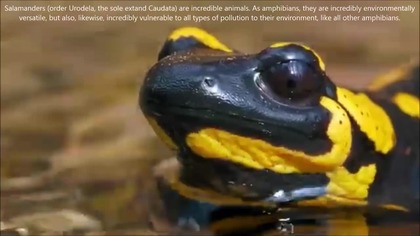 Salamander Facts And Spititual Meaning
