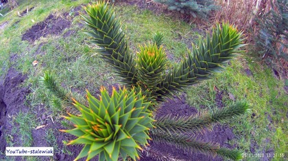 Odc-856-Araukaria chilijska-Wio do gruntu. Araucaria araucana, małpie,niezwykłe drzewko 