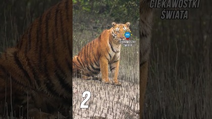 3 CIEKAWOSTKI O BANGLADESZU
