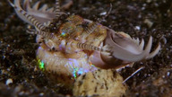 Ten przerażający robal porywa ryby z dna oceanicznego