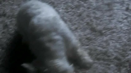 Dźwięk Jak Pies Je Jabłko 2