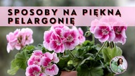 10 sposobów na obficie kwitnącą PELARGONIĘ.  Co zrobić żeby pelargonia kwitła pięknie i obficie ?
