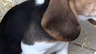 Dog beagle...  #trueman #true #love