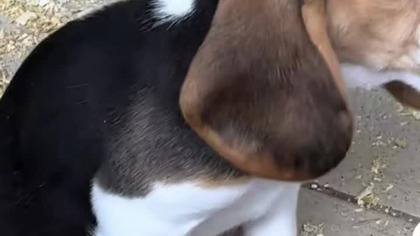Dog beagle...  #trueman #true #love