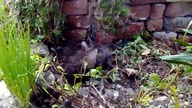 przepiórki w kąpieli / Garden kuRaż