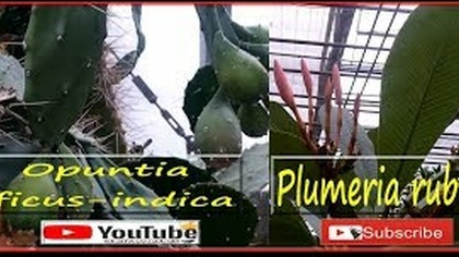  334-Opuntia ficus-indica-Plumeria rubra.  PAN Powsin