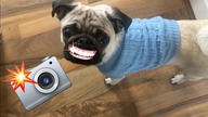 TEN MOPS MA PARCIE NA SZKLO | vlog weekendowy