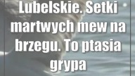 Lubelskie.  Setki martwych mew na brzegu.  To ptasia grypa