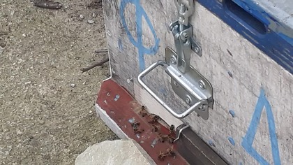 Pszczelarstwo w Grecji.7+