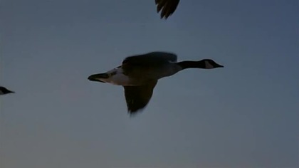 Ptasia grypa w Ameryce - Fatal Contact Bird Flu in America (2006) Lektor PL