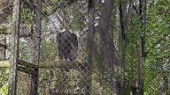Kondor Wielki, samica (Andean Condor, female) 