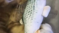 #cat #mainecoon #fish #toys #catlover #catvideos #koty #zabawki #ryba #kociak #rybka #zabawki #fun
