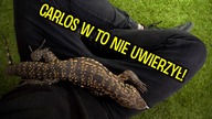 Carlos dostał nowy wybieg  Teju argentyński